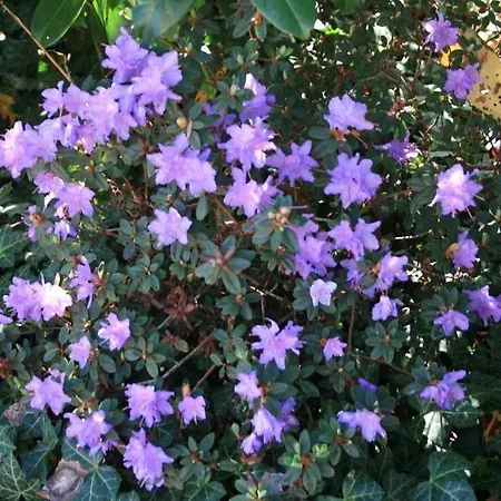 Maison d'hôtes Seeblick Garni 3*